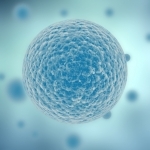 kobieca komórka podczas ciąży