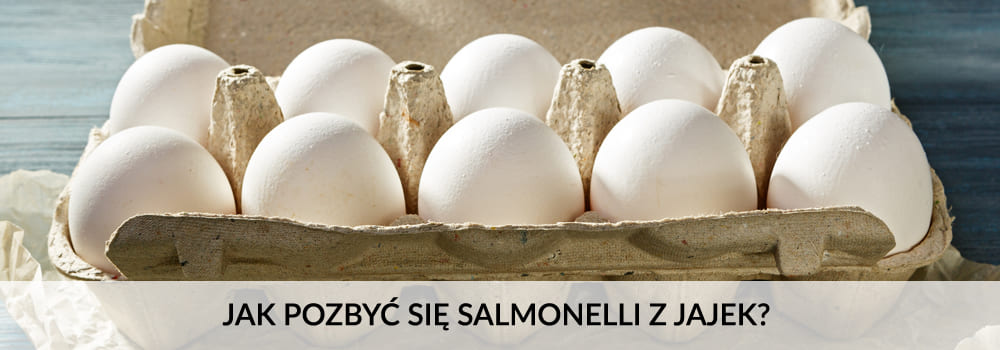salmonella w jajkach